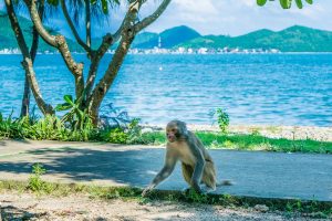 Monkey Island (Hon Lao)-Nha Trang attractions