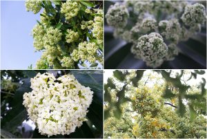 Milk Flower Streets- Hanoi's Autumn