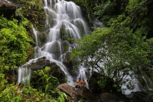 Phong Nha Botanic Garden