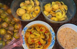 Sấu (Dracontomelon)-Hanoi's Autumn