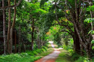 Cuc Phuong National Park (Ninh Binh)-Ecotourism in Vietnam