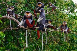 black-cheeked gibbon