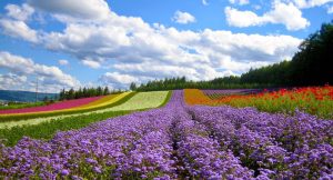 Dalat Flower Garden