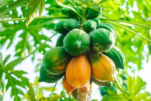 Papaya