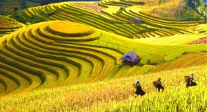 Terraced Rice Fields