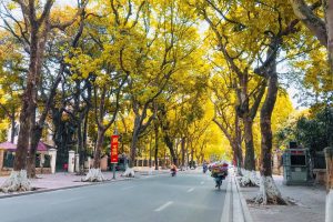 Phan Dinh Phung Street- Hanoi's Autumn