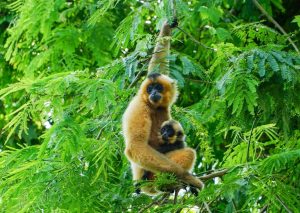 gibbon