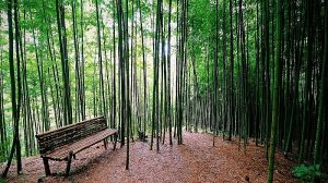 Bamboo Forest of Ban Na Hang Tua