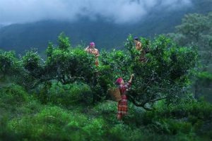 Giang stream snow tea