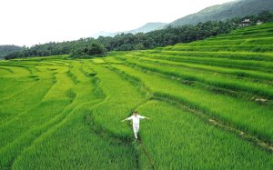 terraced rice fields