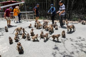 Monkey Island