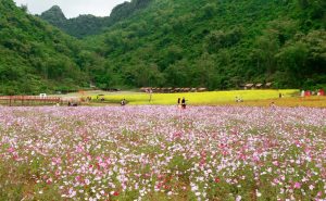 Bac Son Flower Valley