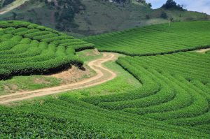 Moc Chau Tea Hills