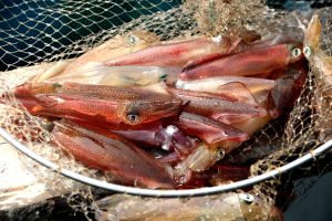 Jumping squid from Vung Ang