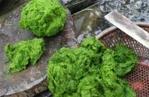 Stone moss