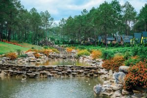 Bản Áng Pine Forest