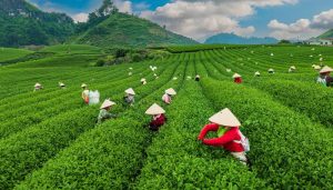 Eco-tourism in Mộc Châu – Sơn La